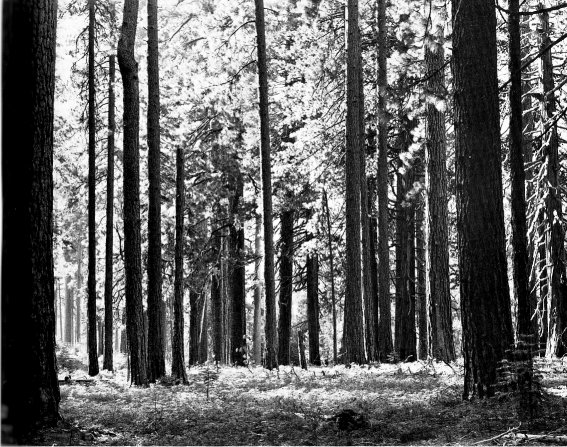 forest shade