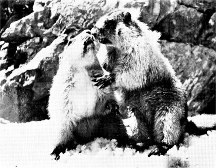marmots