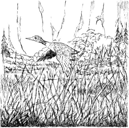 marsh and duck