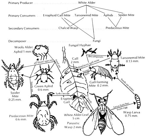 mites