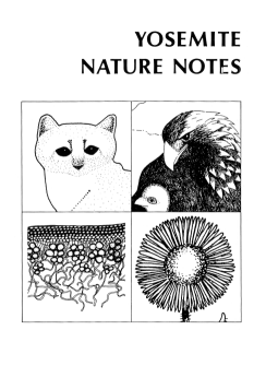 Cover, Yosemite Nature Notes 47(3) (1978): Mountain lion, golden eagle, Aquila chrysaetos, lichen, and Sierra daisy, Erigeron petiolaris