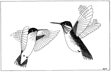 hummingbirds