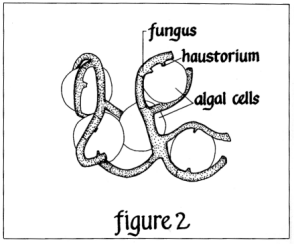 lichen (figure 2)