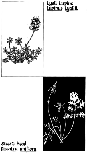 Lyall Lupine, Lupinus lyallii