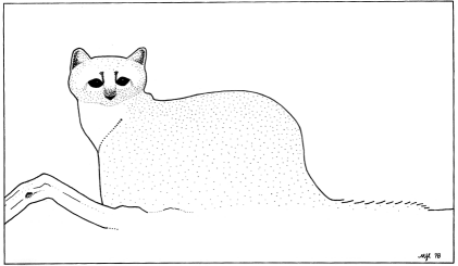 mountain lion