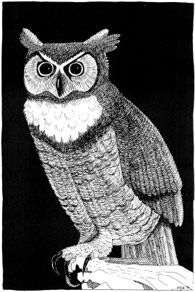 owl