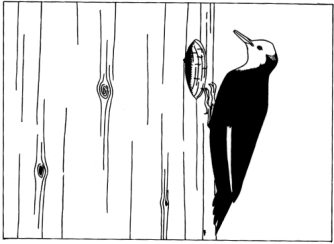 Woodpecker, title page, Yosemite Nature Notes 47(3) (1978)