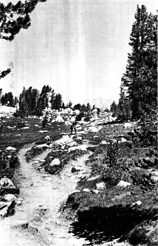 Tuolumne Pass trail, before restoration