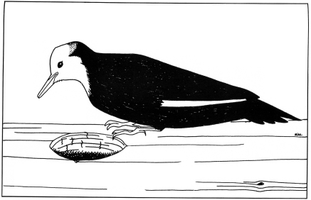 woodpecker