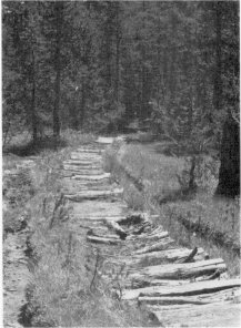 Illustration 147. Corduroy road along north side of Johnson Lake enroute to Crescent Lake. Photo by Robert C. Pavlik, 1984-85