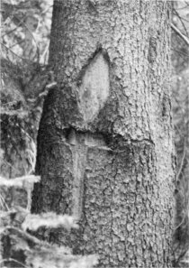 Illustration 45. Diamond and T blazes on lodgepole pine, Ostrander Lake Trail. Photo by Robert C. Pavlik, 1984 