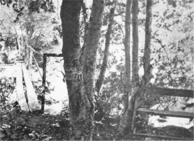 Illustration 51. Wawona arboretum, 1904. Footbridge over Big Creek at left, bench built onto trees at right