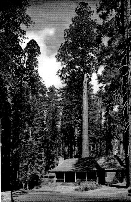 The Big Tines Lodge lies in the shadow of giant Sequoias which were old when this nation was born. By Ansel Adams