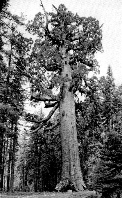 The Grizzly Giant, monarch of the Mariposa Grove of Big Trees, measures ninety-four feet at its base, and towers two hundred feet high. It may have been living when the pyramids were built. By Ansel Adams