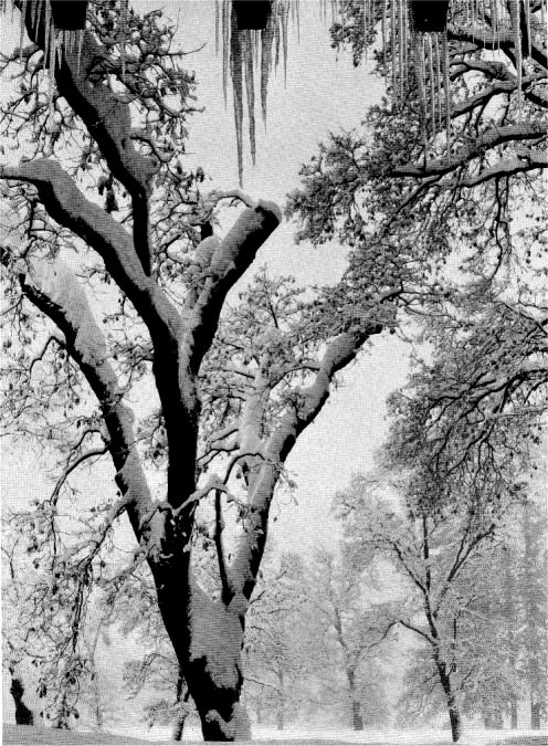 Winter makes magic in Yosemite Valley. By Ansel Adams