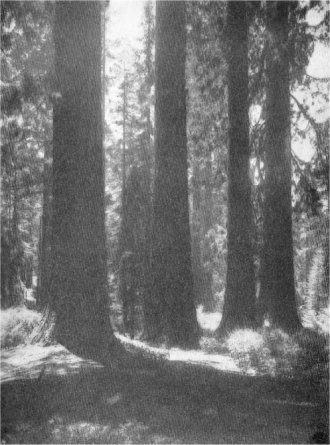 THE GREAT SEQUOIAS