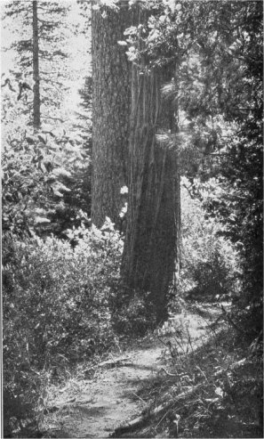 A TRAIL IN THE WAWONA FOREST
