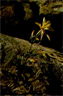Alpine Columbine, Aquilegia pubescens