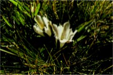 Alpine Gentian, Gentiana newberryi