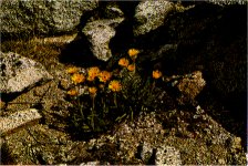 Alpine Gold, Hulsea algida