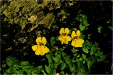 Alpine Monkeyflower, Mimulus tilingii