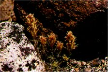 Alpine Paintbrush, Castilleja nana