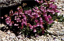 Alpine Penstemon, Penstemon davidsonii