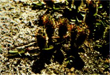 Alpine Willow, Salix anglorum var. antiplasti