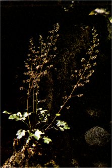 Alum-Root, Heuchera micrantha var. erubescens