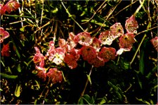American Laurel, Kalmia polifolia var. microphylla