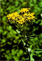 Arrowhead Groundsel, Senecio triangularis