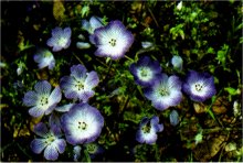 Baby-Blue-Eyes, Nemophila menziesii