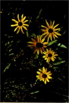 Black-Eyed Susan, Rudbeckia hirta var. pulcherrima