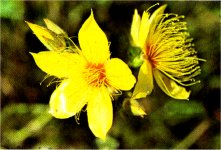 Blazing Star, Mentzelia lindleyi ssp. crocea