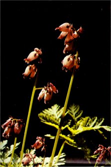 Bleeding Heart, Dicentra formosa