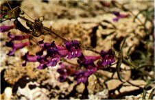 Blue Penstemon, Penstemon laetus