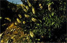 California Buckeye, Aesculus californica