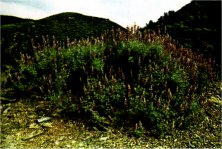 Bush Lupine, Lupinus albifrons