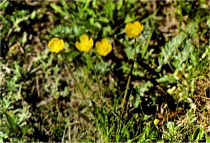 Buttercup, Ranunculus alismaefolius var. alismellus