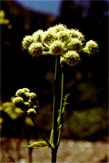 Button Parsley, Sphenosciadium capitellatum