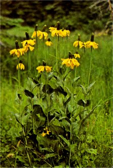 California Coneflower, Rudbeckia californica