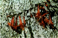 California Fuchsia, Zauschneria californica ssp. latifolia