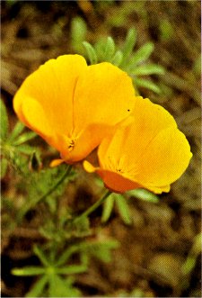 California Poppy, Eschscholzia californica