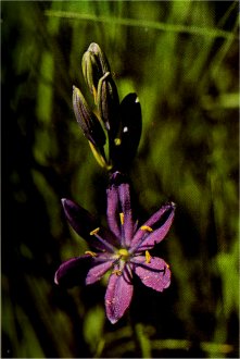 Camas Lily, Camassia leichtlinii ssp. suksdorfii