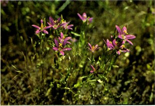 Canchalagua, Centaurium venustum ssp. abramsii
