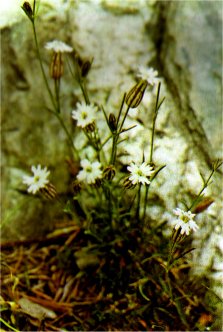 Champion or Catchfly, Silene sargentii