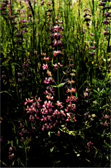 Chinese Pagodas, Collinsia heterophylla