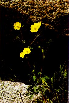 Cinquefoil, Potentilla gracilis ssp. nuttallii
