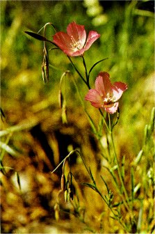 Clarkia, Clarkia dudleyana