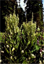 Corn Lily, Veratrum californicum